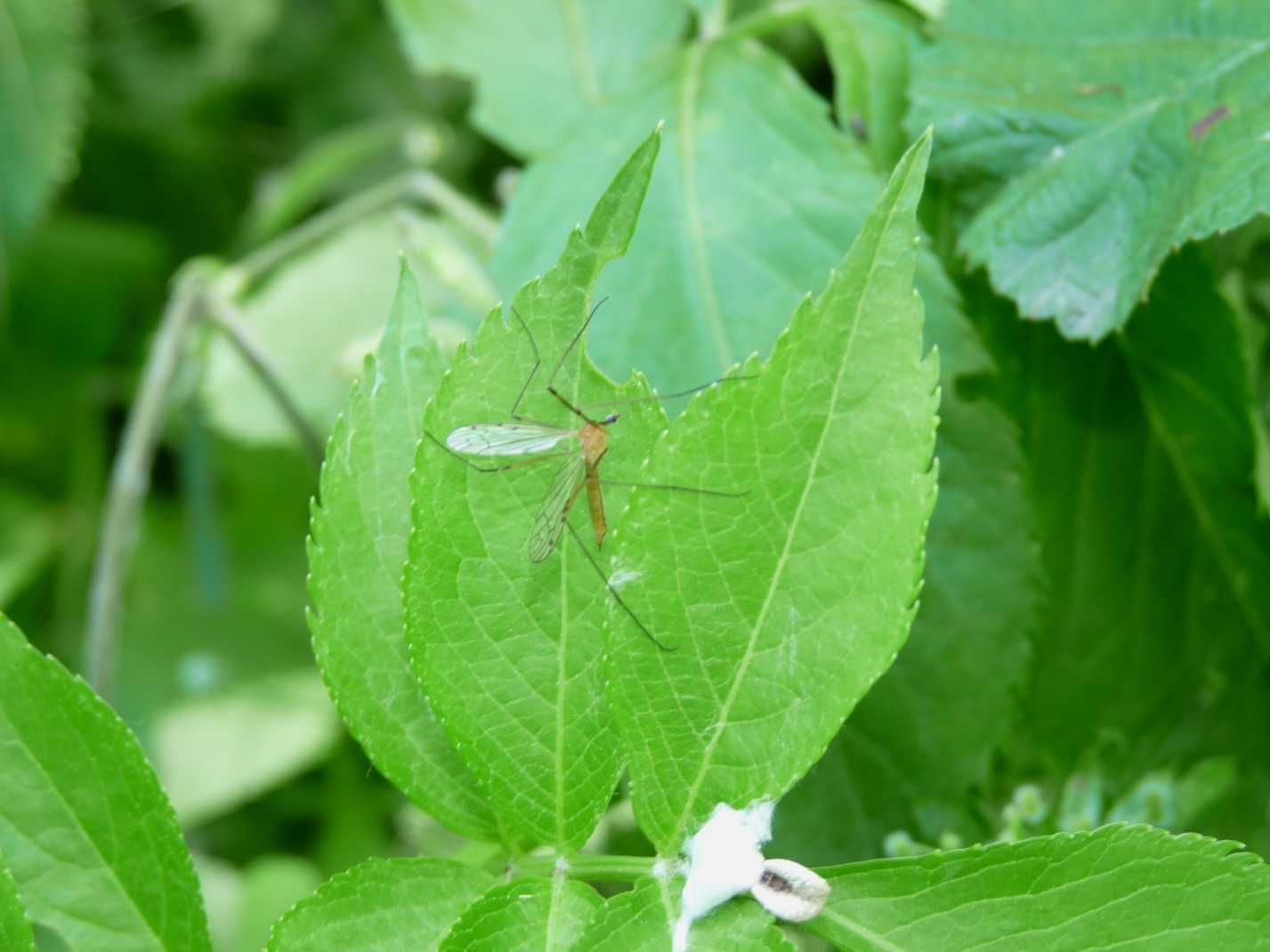 Piccolo Tipulidae